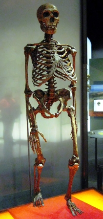 Photo: Neanderthal skeleton. 